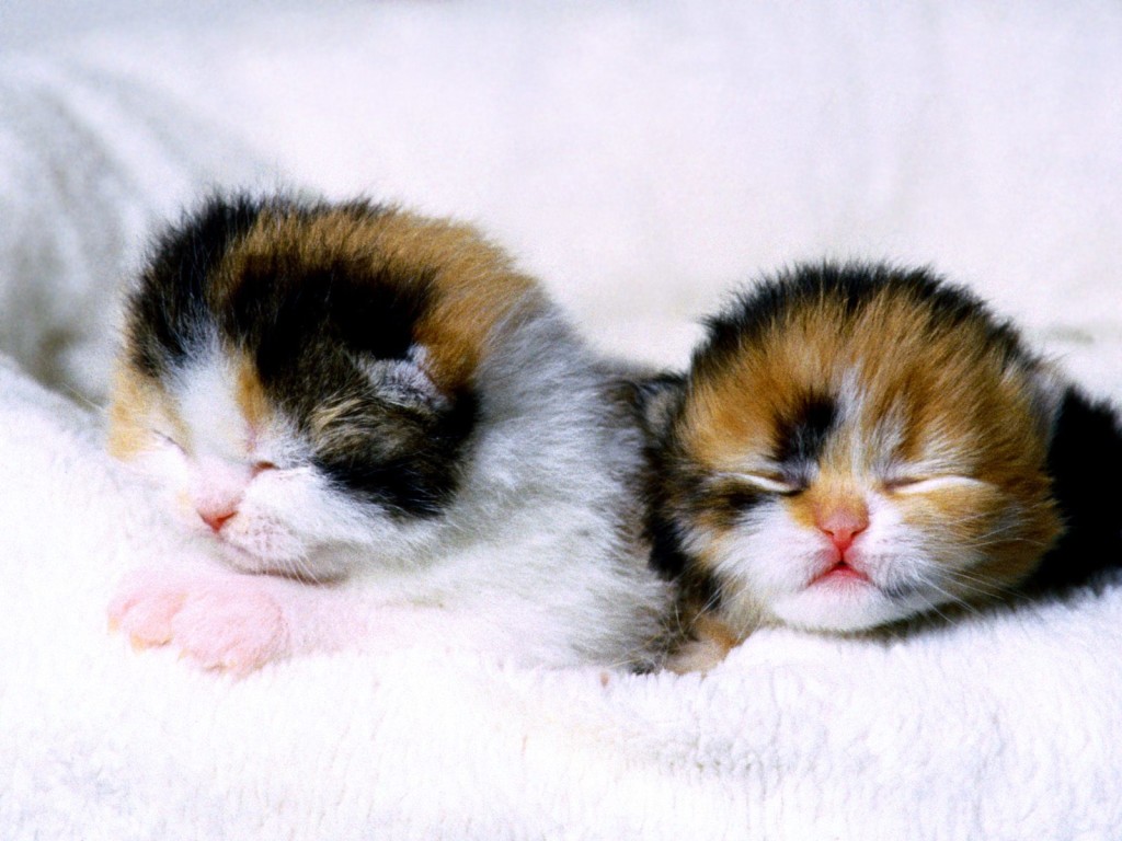  Fat Kitten