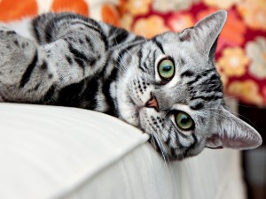 american-shorthair-cat-8