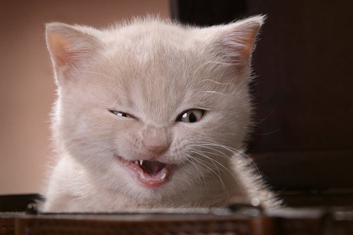 Fat Kitten